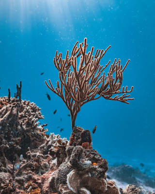 A Caribbean sea whip coral grows on a reef, reaching up into the spectacular blue waters where sunrays pierce the surface.