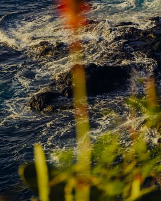 The ocean swirls around the rocky coastline, creating white foam patterns in the water, seen through blooms on a cliff top.