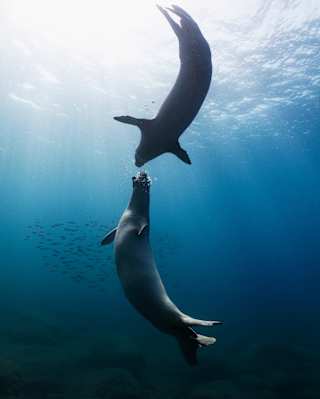 Two monk seals meet face to face in blue waters speared by sun rays in an extraordinary capture by photographer, Andy Mann.