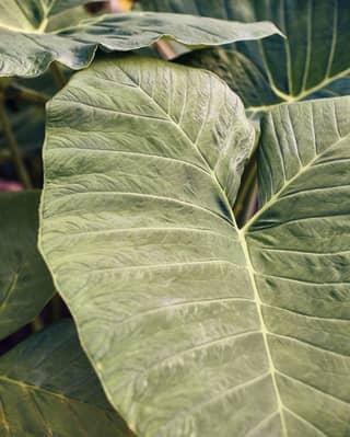 A close up of a tropical plant leaf