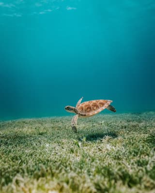 Sun filters through the electric blue waters as a green turtle swims alone over seagrass meadows, viewed underwater.