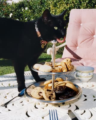 Nellie, the hotel's resident black cat, licks her lips as she stands next to a cake stand of treats on a white outdoor table.