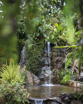 Small rocky waterfall garden feature surrounded by palms and succulents