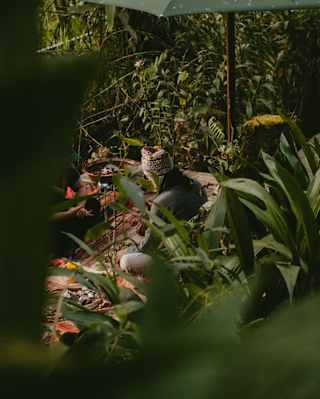 View through dense foliage, down to a deck where a man in a knitted hat sits on woven rugs at a Chaman ceremony experience.
