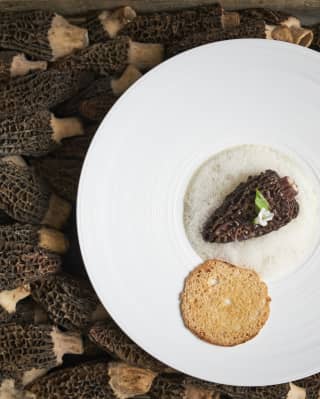 A large cooked morrel sits centre of a plate of white foam, garnished with a parmesan crisp on a large tray of fresh morrels