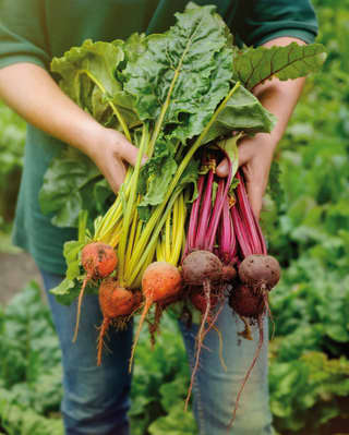 freshly picked beetroots from the vegetable garden