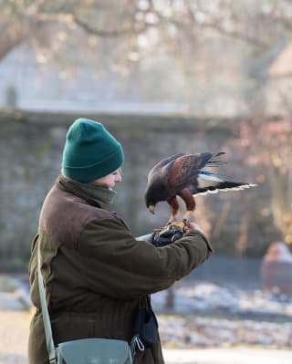 A Harris Hawk perches on the black leather gauntlet of a falconer as she stands amid the winter frost in a stone walled garden
