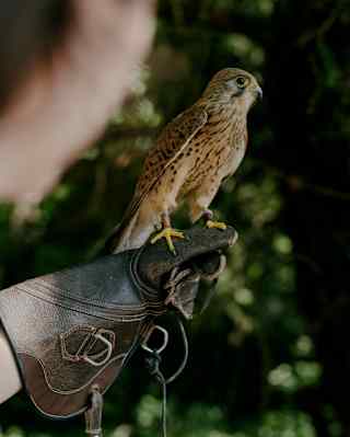 A pretty kestrel with a wide eye, soft brown feathers and yellow feet sits on a falconer's leather glove, seen close-up.
