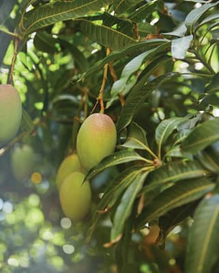 Close-up of a mango tree branch with hands of dark leaves and green, oval fruits starting to ripen with soft pink blushes.