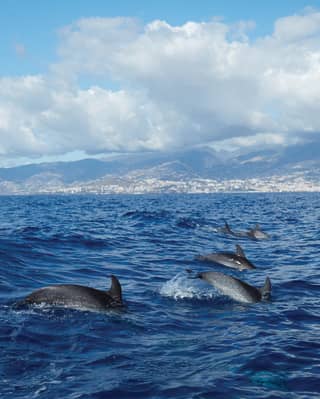 View from across the water of a pod of dolphins leaping above the waves