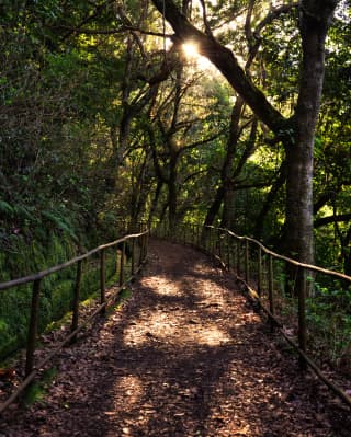 Pathway lined with wooden rails in a dense tropical woods