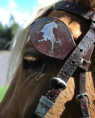 Close-up of a horse wearing a brown leather bridle with a metal bull detail