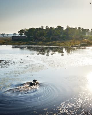 Crocodile swimming across a river delta surrounded by grasslands