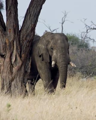 Lone elephant leaning against a tree surrounded by tall grasses