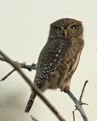 Close-up of a brown feathery owl perched on a branch