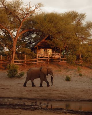 An elephant walks in front of a luxury tented room nestled in a cluster of trees and illuminated by soft evening sun.