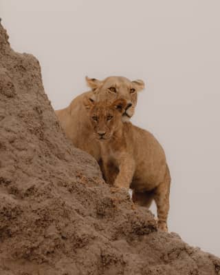 safari chobe national park