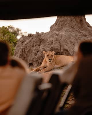 A large lioness lies on the ledge of a termite hill, seen through the heads of guests in a jeep in soft-focus foreground.