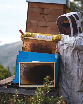 A bee keeper dressed in overalls and net helmet pulls honey-filled screens from a hive overlooking Portofino's steep hills