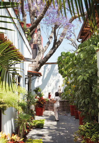 Spa therapist strolling towards a spa in a walled courtyard surrounded by potted plants and palms>