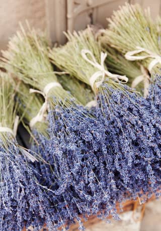 Close-up of bunches of purple lavender tied with white ribbon