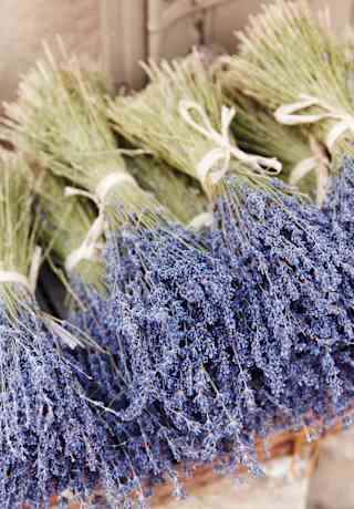 Close-up of bunches of purple lavender tied with white ribbon