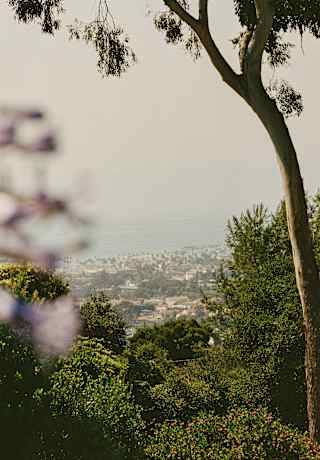 A hazy view from El Encanto's grounds over Santa Barbara, seen over lush garden trees and framed by a eucalyptus.
