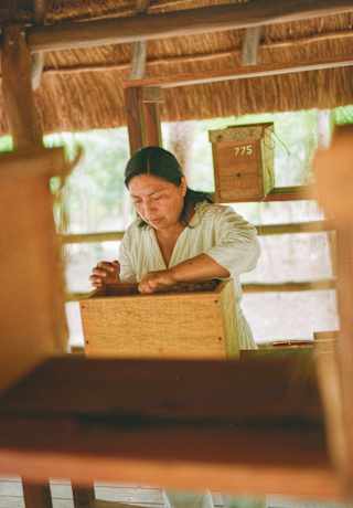 A dark-haired woman reaches inside a hive for a honeycomb plate, seen between boxes on a table at the Melipona bee sanctuary.