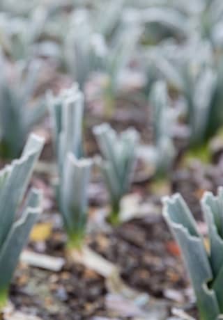 A light frost sugar dusts the young blades of growing leeks, their name recorded in white writing on a black sign: Pulston Fi