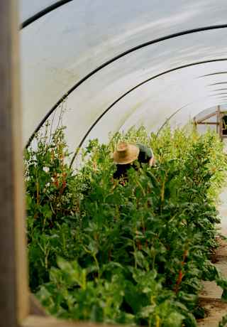 A gardener wearing a wide-brim straw hat stoops to tend to plants in a polytunnel, seen through a door window panel.