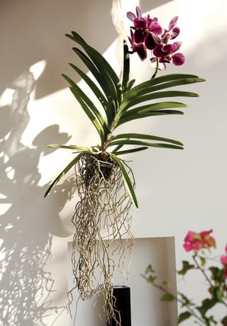 A dramatic flowering plant hanging from the wall gives a taste of the Cambodian vegetation outside>