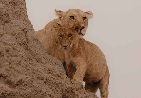 A lioness rests her chin on the neck of her cub as they stand, vigilant, on the side of a termite hill, seen from below.