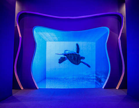 An LED panel shows a swimming turtle in an display devised by a conservation collaboration between Belmond and Parley.