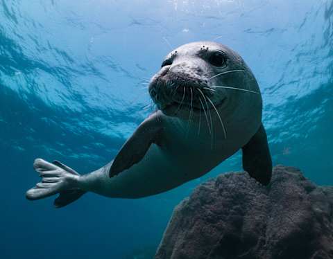 Close-up of a beautiful monk seal with white whiskers as it swims in luminous blue waters, photographed by Andy Mann.