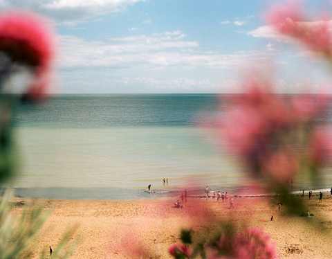 Three people play in the grey-blue sea as others walk on the beach, seen from above through pink-blooms in soft-focus.