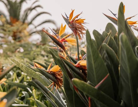 Strelitzia plants, known as Bird of Paradise, stretch their flowering heads to the sky with leafy bursts of orange and red.