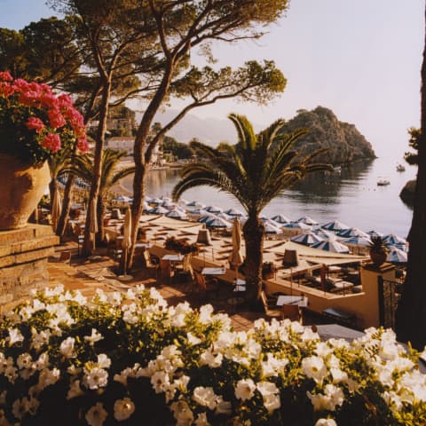 Morning sun shines on the sea, illuminates the pine trees and glows on the garden stone, viewed over a bank of white blooms.