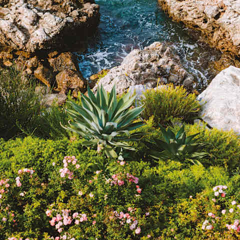 Aquamarine sea water washes between rock formations, seen from above over verdant hilltop plants, pink blooms and succulents.