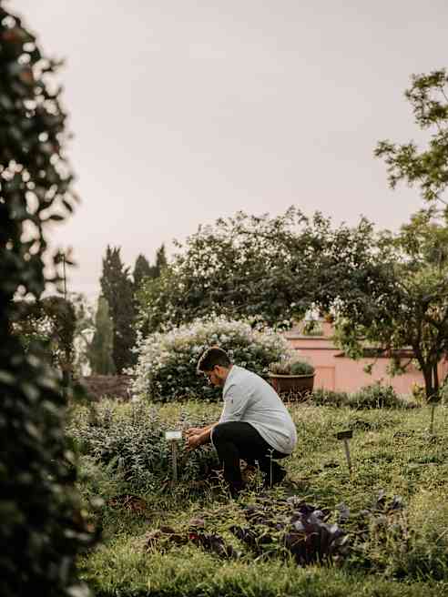 Low-saturation image of Chef Costa crouching by a herb bed in a garden which riots with greenery and blossom.
