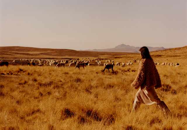 A woman in a woolly top and skirt strides towards a herd of llamas through tufty grasslands, in a sun-saturated golden image.