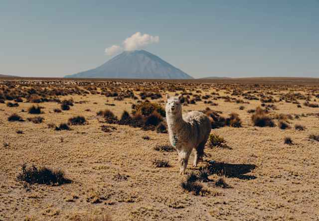 A white alpaca faces the camera in dry grasslands with the Misti volcano rising on the horizon, topped by a puff of cloud.