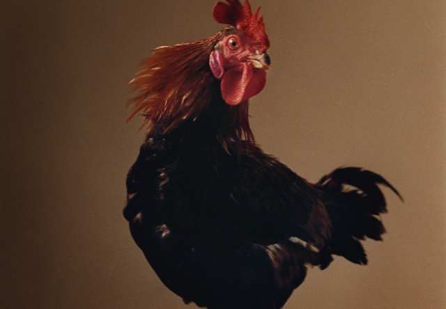 A black cockerel with a red comb and bronze head feathers stands sideways on table top, a beady eye on the camera.