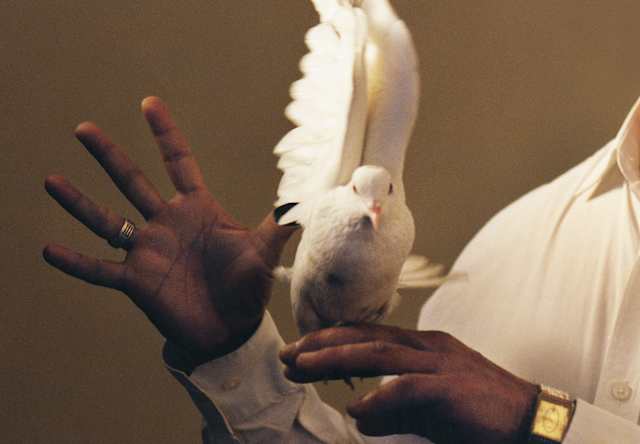 A white dove with wings raised and touching above its head faces the camera as it sits on the hand of a magician, close-up.