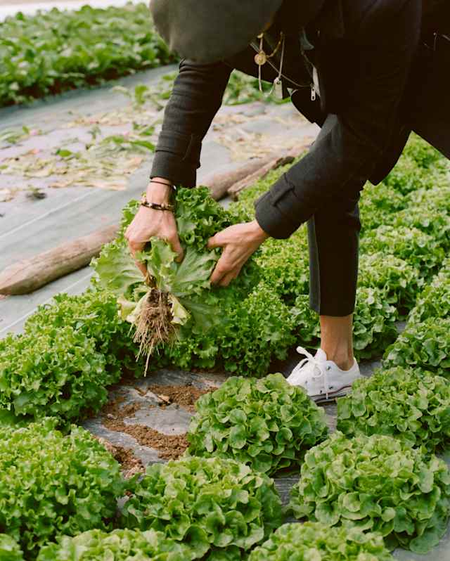 Chef Dominique Crenn, wearing a dark jacket, jeans and flat cap, stoops to pull a fresh head of lettuce from a growing bed.