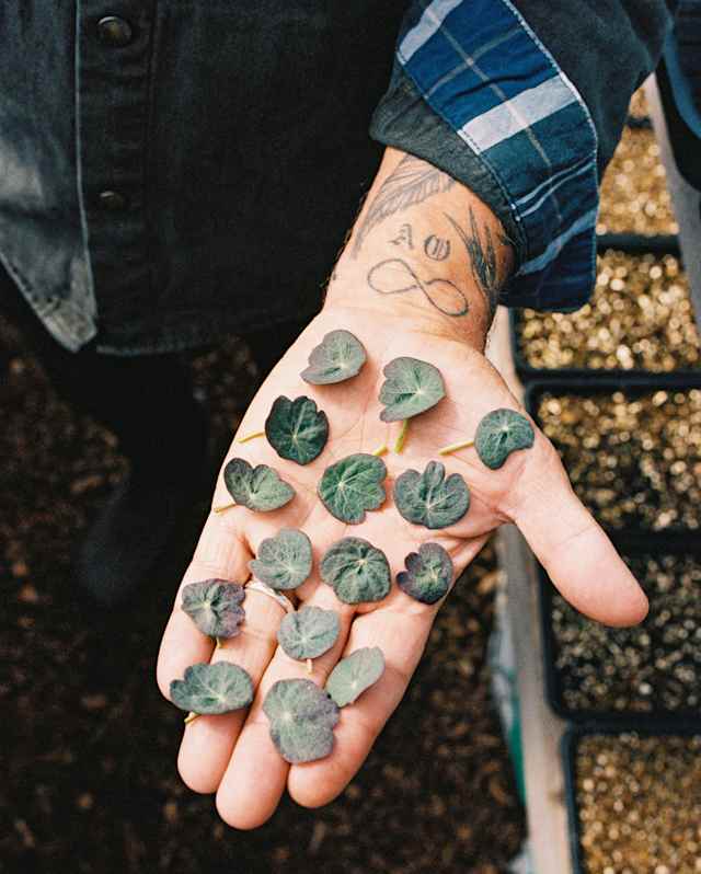A person with tattoos on their wrist holds out their palm, displaying several small, round succulent leaves. Seedling trays with soil are visible in the background.
