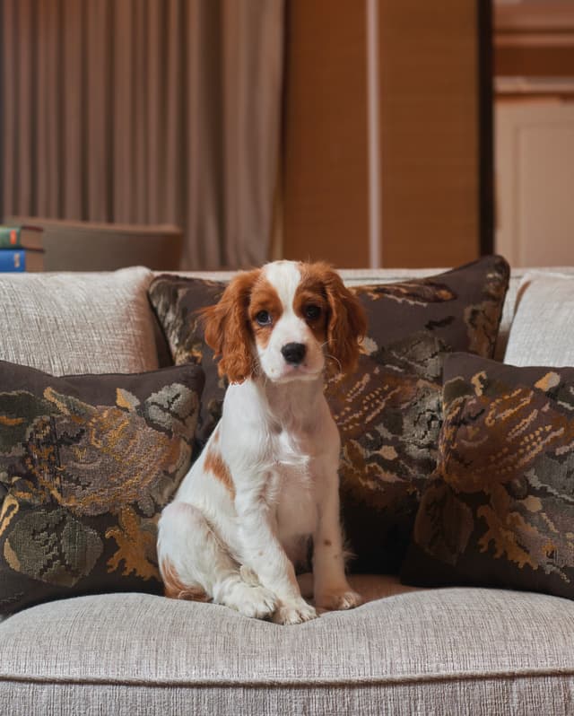 A Cavalier King Charles Spaniel with deep brown eyes sits on a grey sofa with tastefully patterned brown cushions