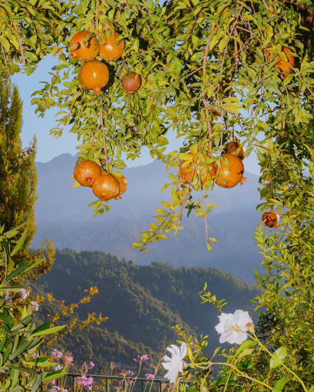 A heavily laden pomegranate tree frames the view of an unfolding steep valley, the far mountains shrouded in haze