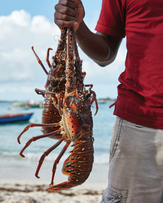 Two freshly-caught, red Caribbean spiny lobsters dangle from the grip of a local fisherman, with sea and boats behind.