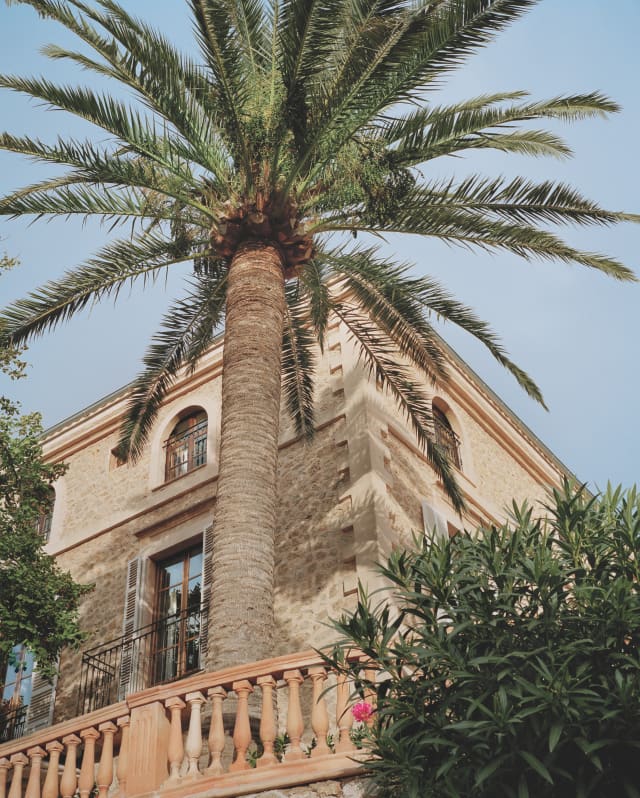 An enormous palm tree reaches above the ancient stone wall of the hotel and fans out, extending the arms of nature's parasol