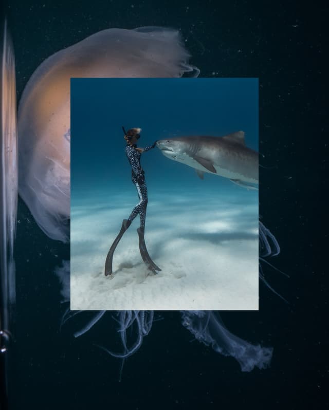 A diving stands on the tips of her flippers on the seabed greeting a shark in an image that overlays a photo of a jellyfish.